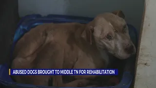 Abused dogs brought to Middle TN for rehabilitation