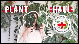 PLANT HAUL // ECUAGENERA & SEEDLINGS