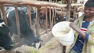 How we feed our cows........#Dairy farming