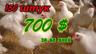 Выращивание бройлеров. 150 шт, 700 $ за 60 дней.