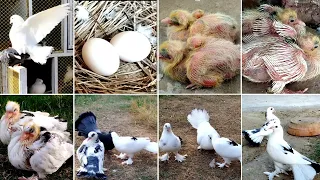 beautiful pigeons breeding ❤️ | fantail pigeon baby growth video 🐣
