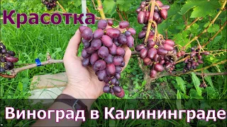 Красотка. Обзор сорта. Виноград в Калининграде