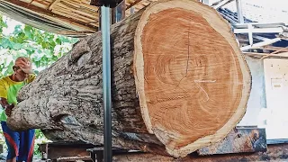 Sawing monster teak wood that has beautiful and good fiber