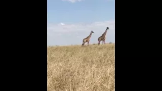 Giraffe at African forest-Tanzania
