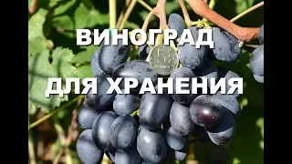 Какой виноград можно долго хранить