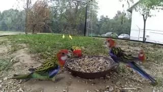 Parrots - aviary 2016. Papugi - woliera 2016 cześć 2