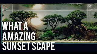 EPIC SUNSET ON AQUASCAPE | SAVANA BONSAI BY NICKZ AQUASCAPE