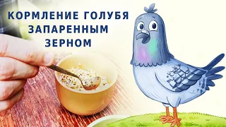 Кормление голубя запаренным зерном - мудрые советы + лайфхак - как покормить, если сам не может