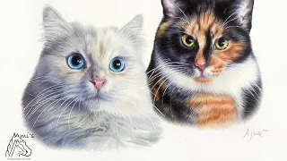 Cat's eyes in coloured pencil - Katzenaugen mit Buntstift zeichnen