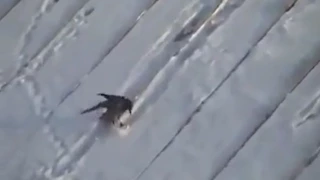 Crow skiing down a roof