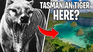 Is The Tasmanian Tiger STILL ALIVE On This Island?