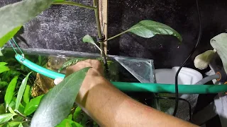гигрофила лимонник аквариумное растение