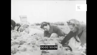 Land Girls in WWII UK, 1940s Home Front