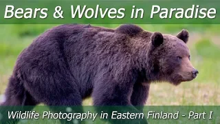 BEARS and WOLVES in Paradise | Wildlife Photography in Eastern Finland - Part 1 | Nikon Z7