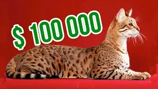 THE MOST EXPENSIVE CAT BREEDS In The World