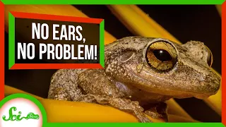 No Ears, No Problem: Frogs Can Hear With Their Lungs