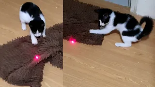 When Kitten sees laser light for the first time