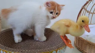 How do kittens react when they meet ducklings again?