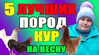 5 лучших пород кур для вашего хозяйства. Какую породу выбрать?