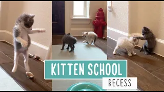 All Day Recess -- Kitten School