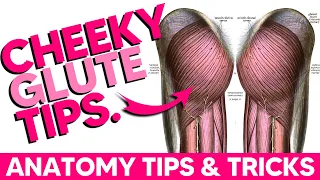 The Glutes│Anatomy Tips, Tricks and Mnemonics