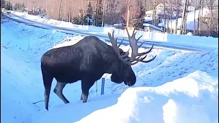 Snowy Moose In Anchorage