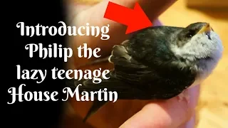 Introducing Philip the lazy teenage House Martin