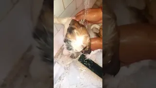 😛Shih😋Tzu🐶Bathing😱#shorts #viral #youtubeshorts #bathing #dog #video #bhoot #shihtzu #tiktok