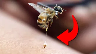 ¿Por qué las abejas mueren después de picar? 🐝☠️