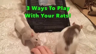 How to Play with your Rats - 3 Ways to Engage and Interact!