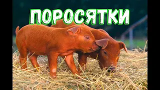 КУПИЛИ ПОРОСЯТ, КАК НА КАНАЛЕ "СВИНЬИ КАК БИЗНЕС"