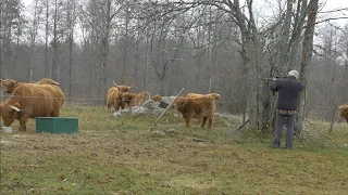 Harvesting A Highland Cattle Cow At Home