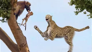 Unbelievable Leopard Hunting Baby Monkey In Tree | Cheetah Attack Money