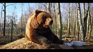 Какую же из берлог выберет Мансур для зимней спячки❓🐻💤