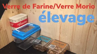 Elevage de Ver de Farine et Ver Morio