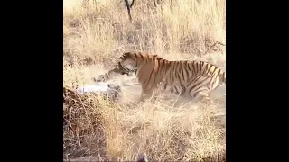 Tigers Fight in Ranthambhore