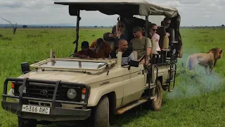 Лев чуть не залез в машину с туристами на сафари