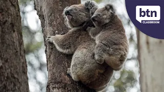 Endangered Koalas - Behind the News