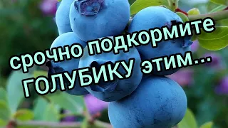 Весенняя подкормка голубики. Все просто!!!