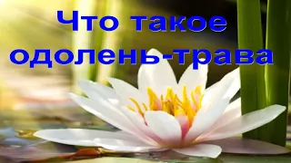 Что такое Одолень трава