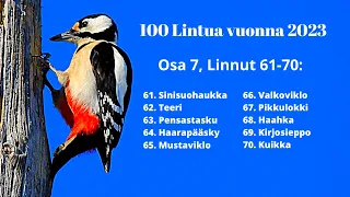 100 Lintulajia 2023, Osa 7, (Linnut 61-70)