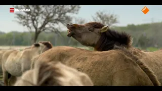 De Nieuwe Wildernis - Afl. 1 - Nieuw Leven [23-12-2017]