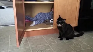 Смешное видео про котов, funny cats