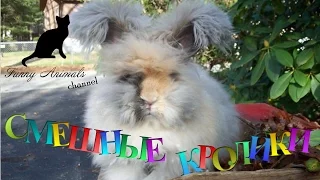 Забавные кролики #1. смешные и веселые кролики. Funny rabbits compilation Part 1. Funny Animals