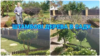 Як формувати ШТАМБОВІ ДЕРЕВА.Гібіскус🌺Шовковиця🌳Барбарис🍇 #штамбовідерева#сад#обрізка#штамбгібіскуса