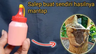 Cara buat salep kambium untuk bonsai sangat mudah