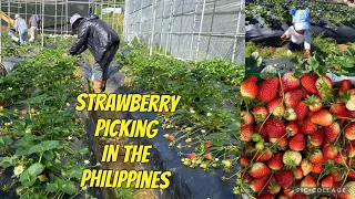 STRAWBERRY PICKING IN THE PHILIPPINES