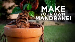 Making a Mandrake!