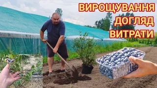 Лохина вирощування та догляд.‼️ Які саджанці і коли родять⁉️