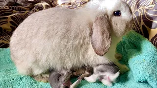 Baby rabbits feeding milk from their mother | 1 week old baby bunnies 4K